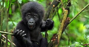 The Chimpanzee Tracking at Gombe