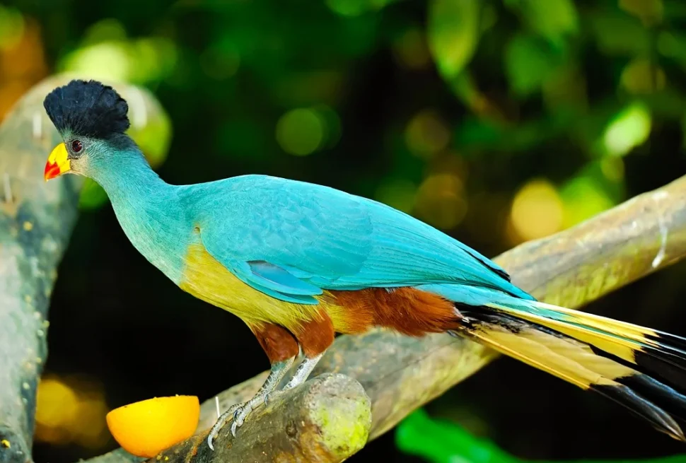 Kakamega Forest National Reserve – Kenya’s Tropical Rainforest & Primate Sanctuary