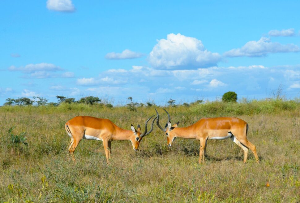 Kisumu Impala Sanctuary – Wildlife Experience on the Shores of Lake Victoria