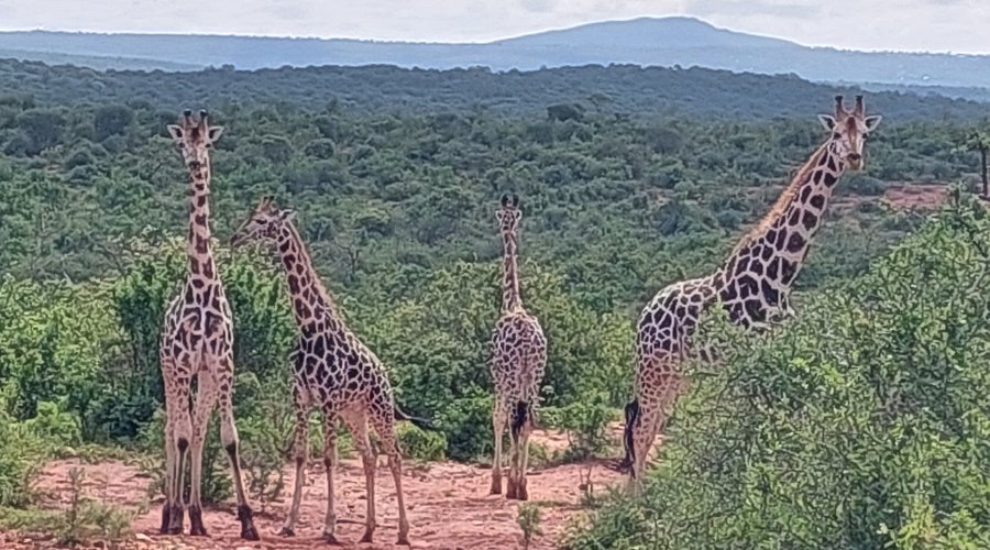 Mwea National Reserve – Birdwatching & Hidden Safari Gem in Central Kenya