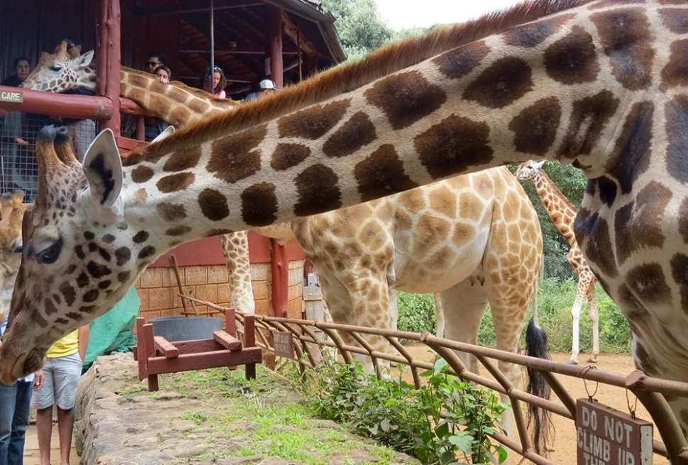 Nairobi Animal Orphanage – Wildlife Rescue & Conservation Experience in Kenya