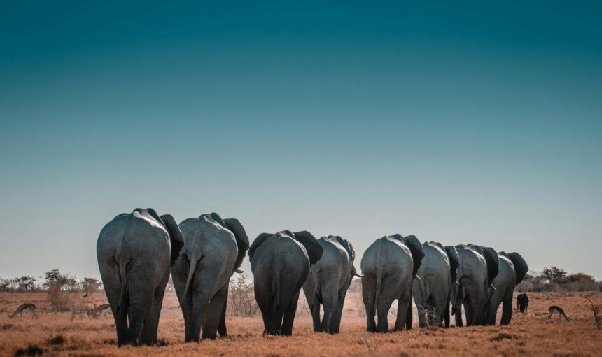 Marsabit National Park & Reserve