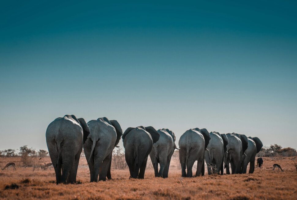 Marsabit National Park & Reserve