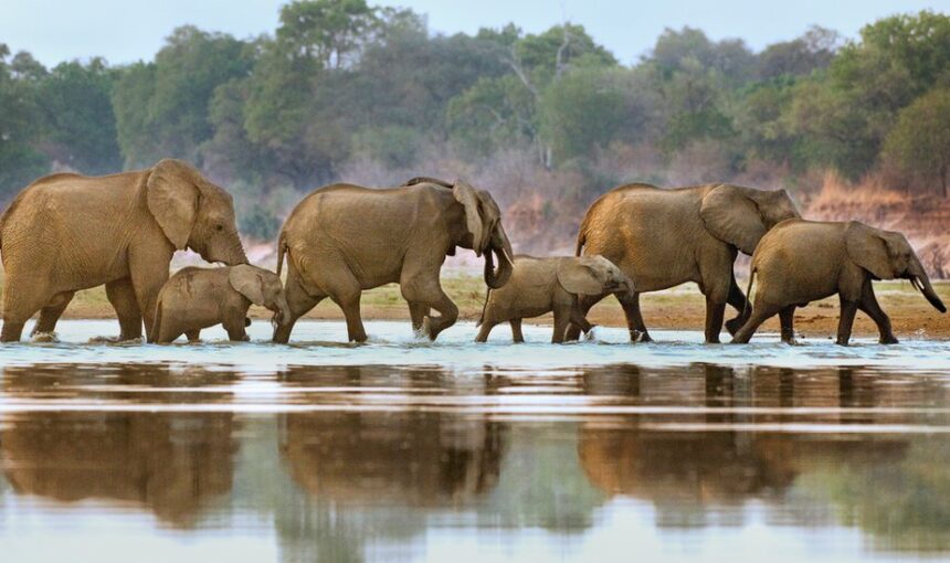 Nyerere National Park Selous Tanzania