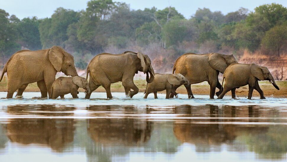 Nyerere National Park (Selous), Tanzania – Africa’s Largest Wildlife Sanctuary