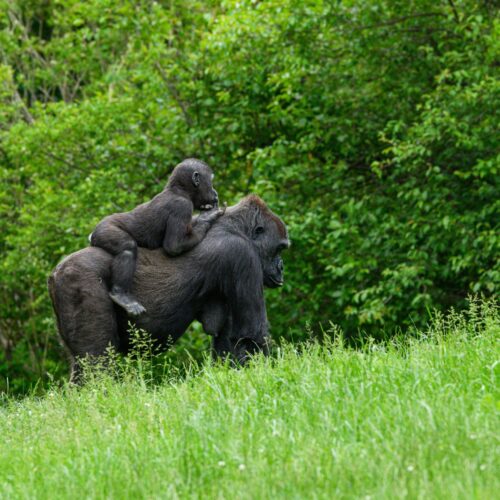 The Chimpanzee Tracking at Gombe
