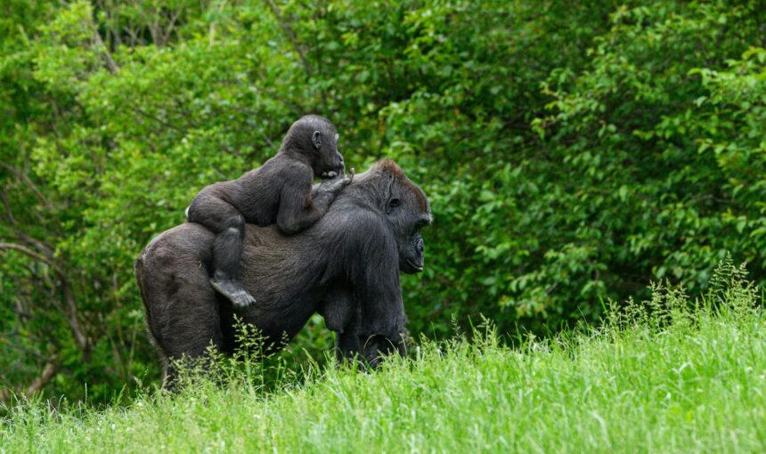 The Chimpanzee Tracking at Gombe 