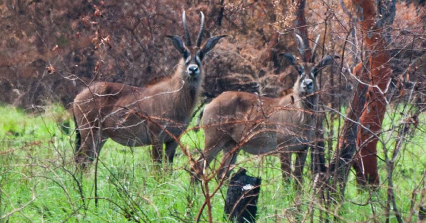 RUMA NATIONAL PARK