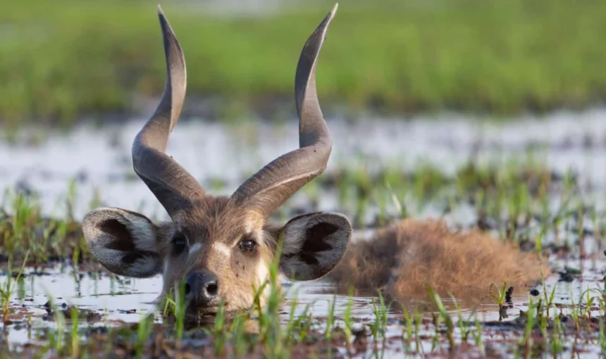 SAIWA SWAMP NATIONAL PARK