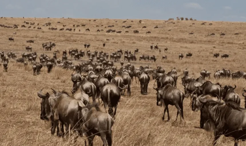The Kenya Big Five Safari Tour
