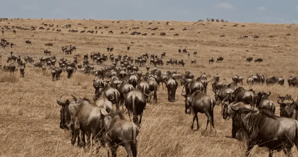 The Kenya Big Five Safari Tour