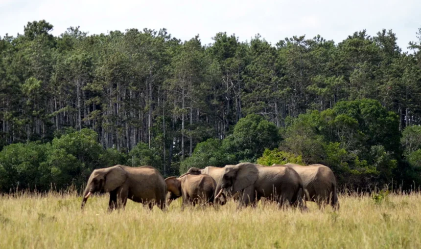 Shimba Hills National Reserve
