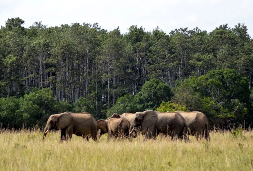 Shimba Hills National Reserve – Coastal Forest Safari, Elephants & Sheldrick Falls in Kenya