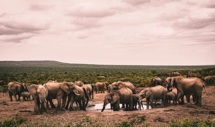 Masai Mara vs Serengeti Safari