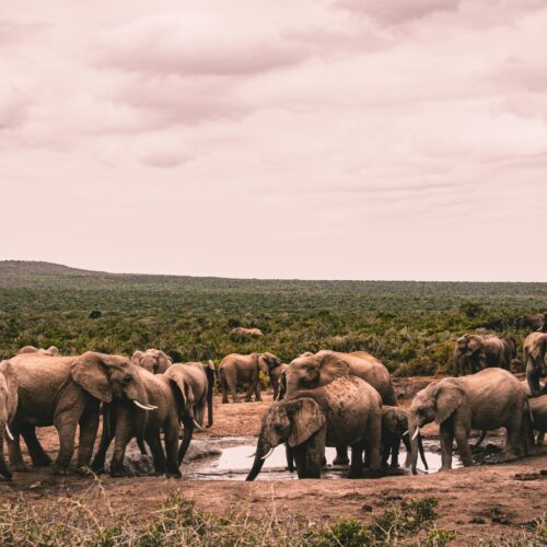 Kenya Budget Camping Safari Tour (7 Days)