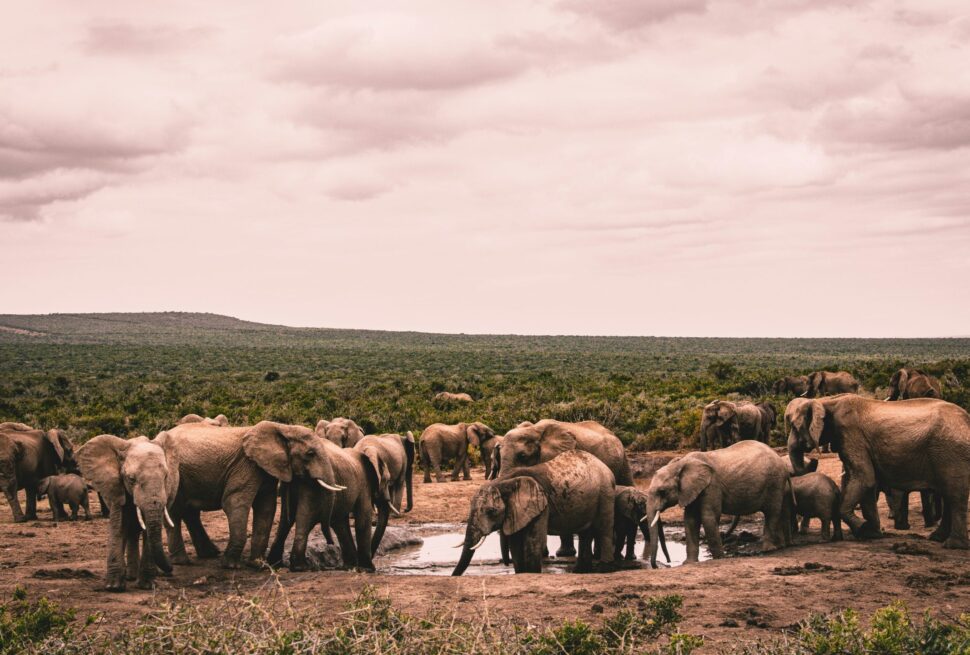 Kenya Budget Camping Safari Tour (7 Days)