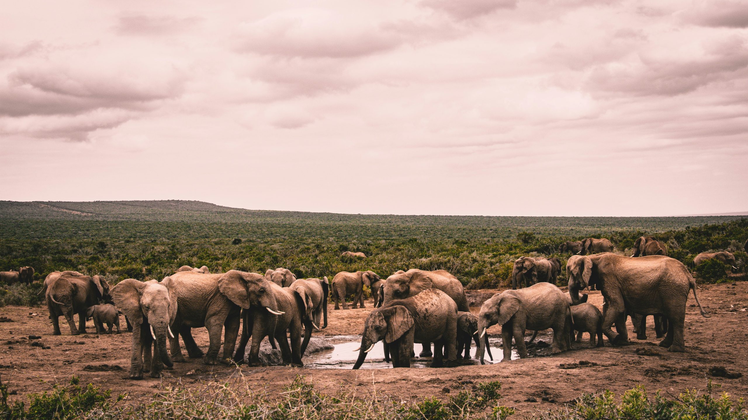 Kenya Budget Camping Safari Tour (7 Days)