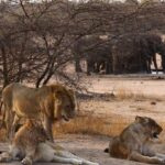 South Africa Travel Guide Safari Cape Town