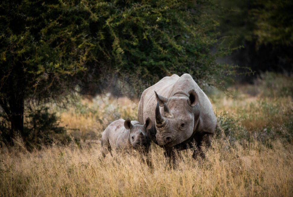 Tanzania Safari FAQs
