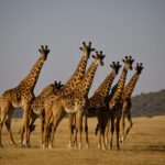 Why Choose a Kenya Safari