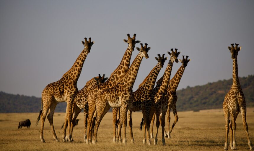 Why Choose a Kenya Safari