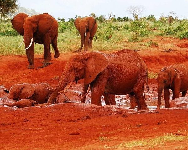 Tsavo East National Park – Red Elephants, Vast Wilderness & Classic Kenya Safari