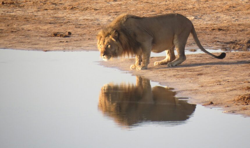 How Many Days for a Tanzania Safari