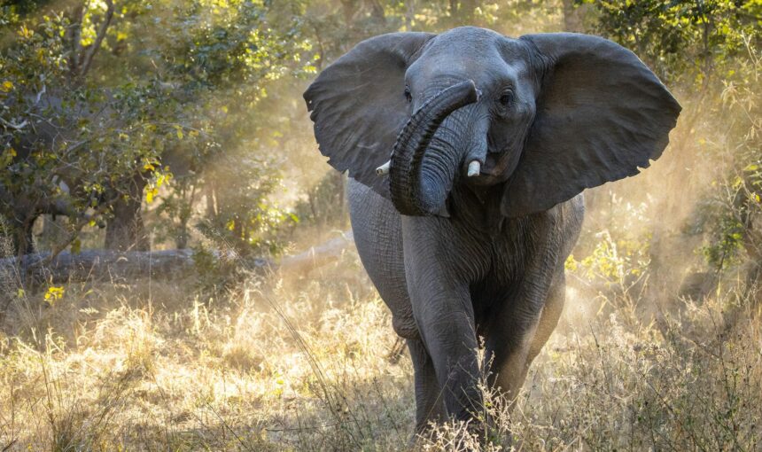 Best Time for Tanzania Safari 
