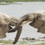 Serengeti vs Masai Mara Safari