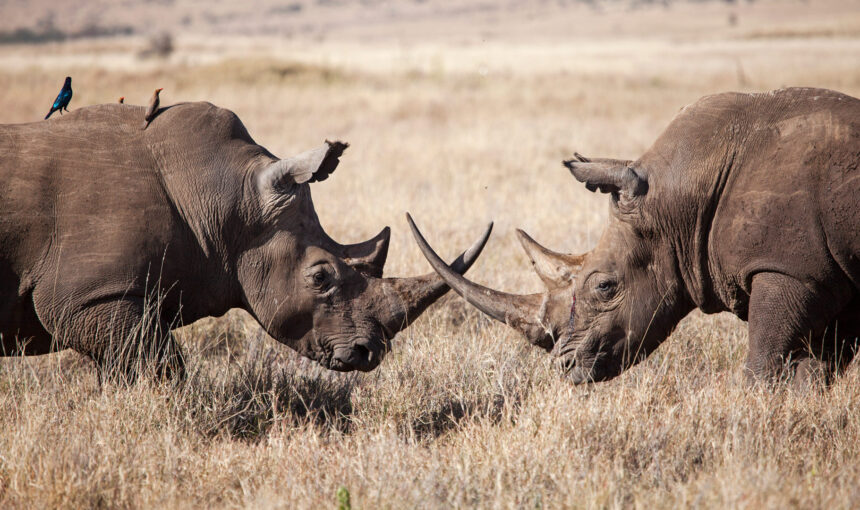 KENYA NATIONAL PARKS