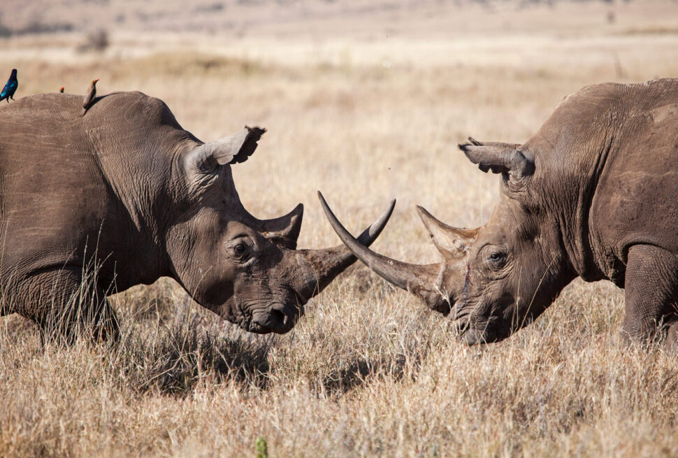 KENYA NATIONAL PARKS