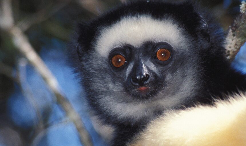 Madagascar Destination Overview
