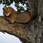 Uganda Safari Guide