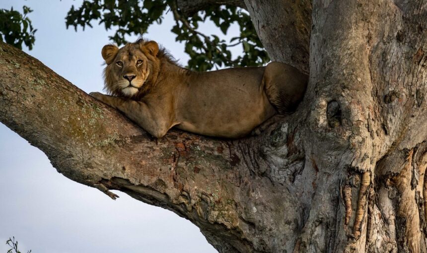 Uganda Safari Guide – Gorilla Trekking, Chimpanzees & The Pearl of Africa