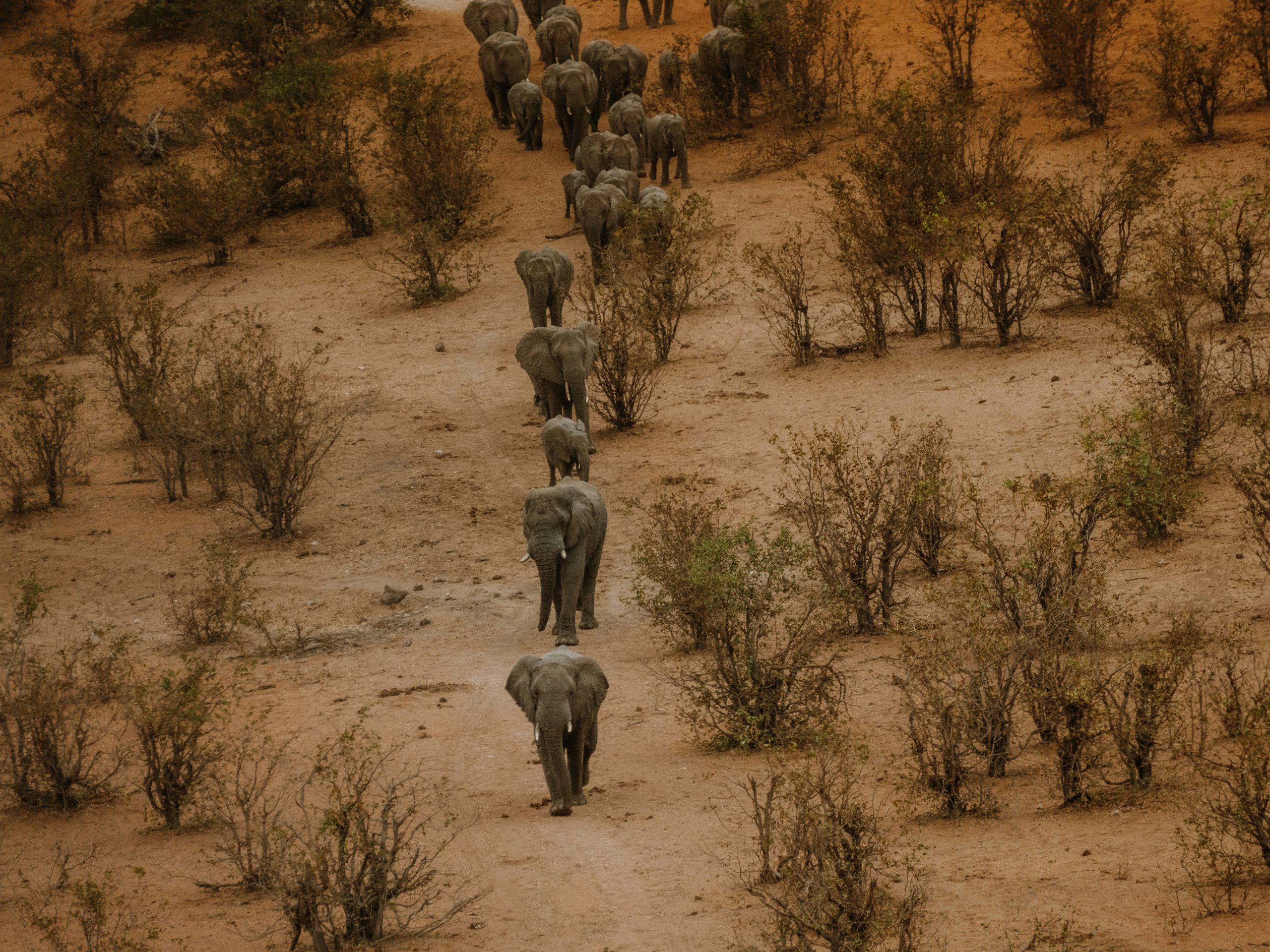 SAFARI COLLECTION