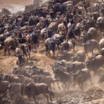 BEST SAFARI FOR FAMILIES