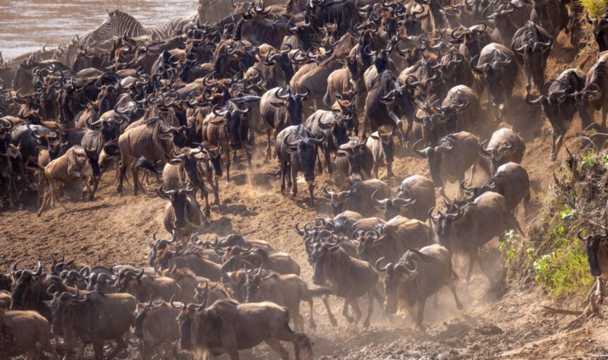 BEST SAFARI FOR FAMILIES
