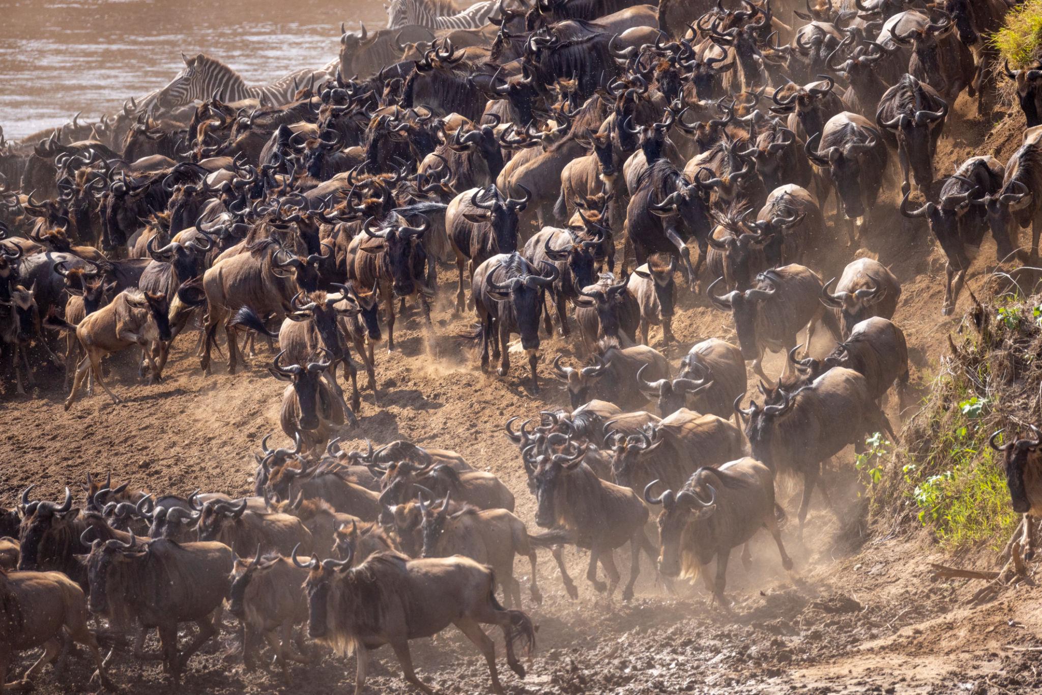 BEST SAFARI FOR FAMILIES