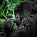 Rwanda Gorilla Trekking & Luxury Safari Tours (2026) | Cost & Permits