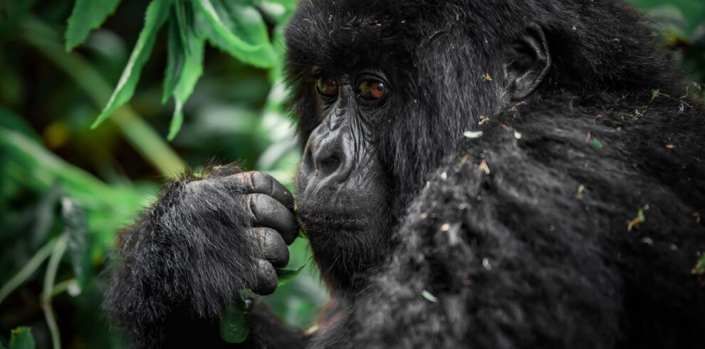Rwanda Gorilla Trekking & Luxury Safari Tours (2026) | Cost & Permits