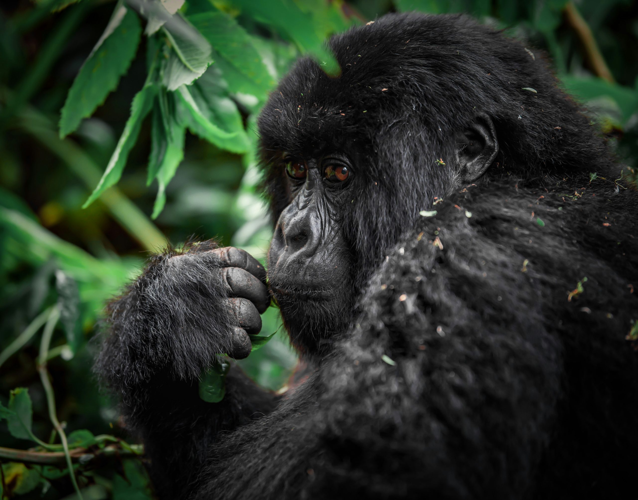 Rwanda Gorilla Trekking & Luxury Safari Tours (2026) | Cost & Permits