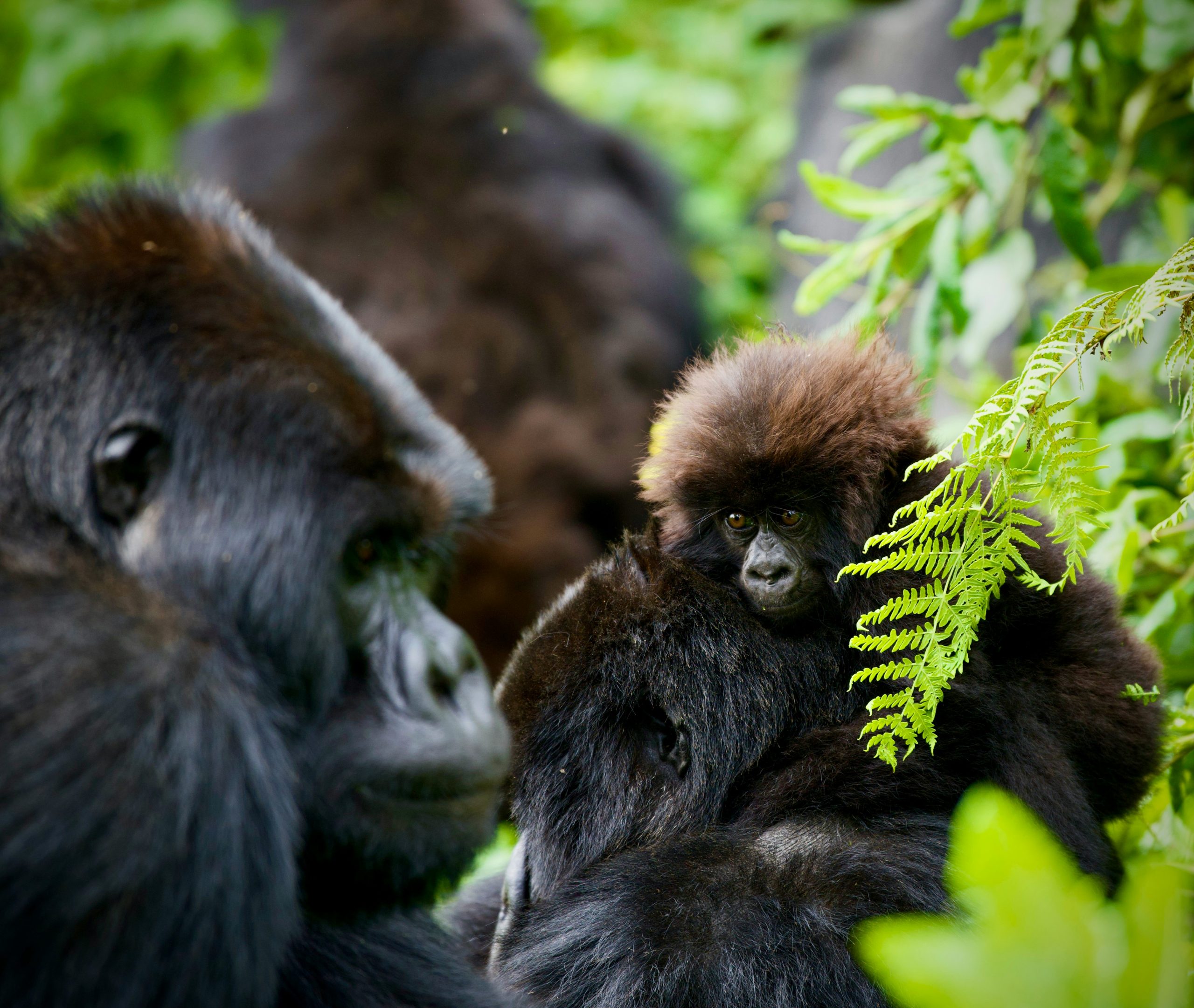 Uganda vs Rwanda Gorilla Trekking Cost (2026) Guide | Which is Better?
