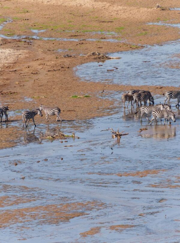 SOUTH AFRICA vs TANZANIA SAFARI