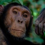 Uganda Gorilla Trekking & Safari Tours (2026 Guide)
