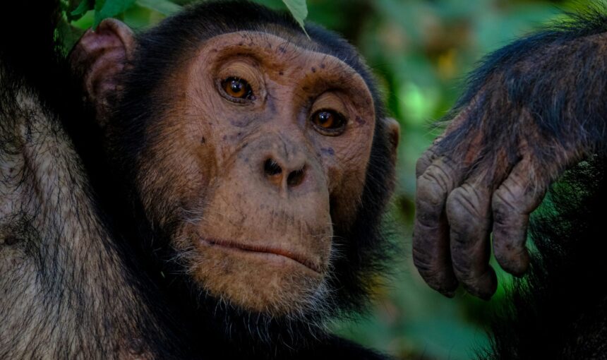 Best Time for Gorilla Trekking (2026) | Month-by-Month Guide Uganda & Rwanda