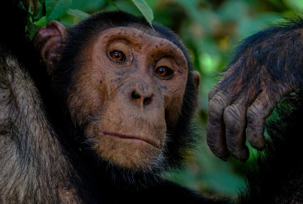 Best Time for Gorilla Trekking (2026) | Month-by-Month Guide Uganda & Rwanda