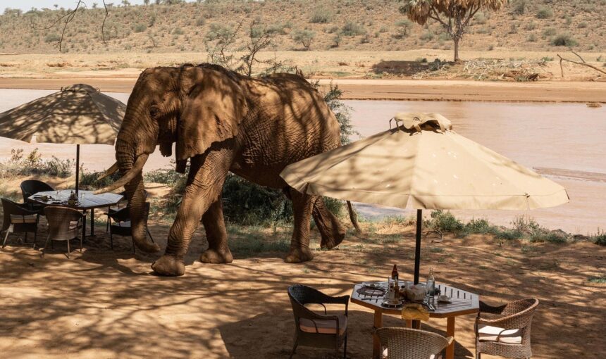 Honeymoon Safari in Africa (2026 Guide)