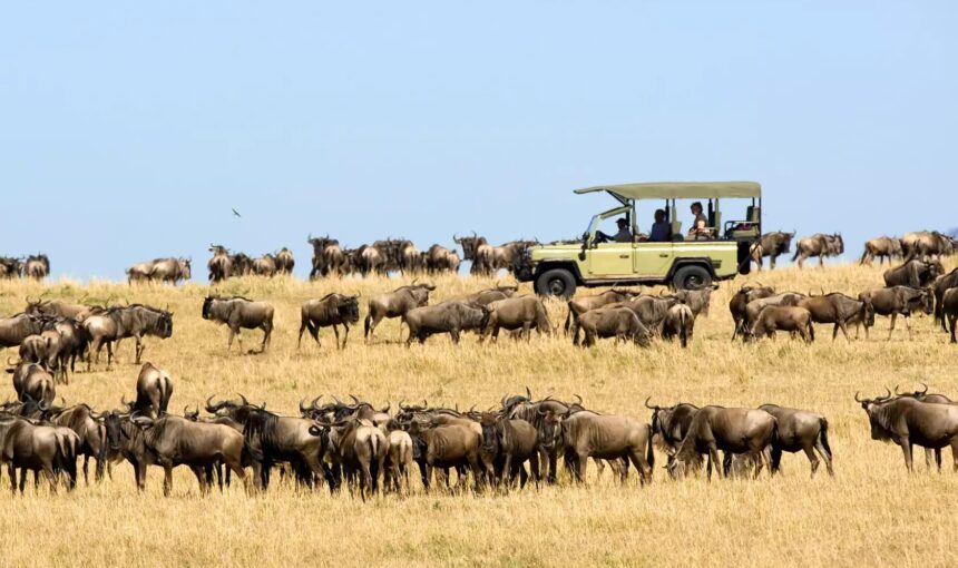 Great Migration Update (June–July): Where the Herds Are Now & How to Plan