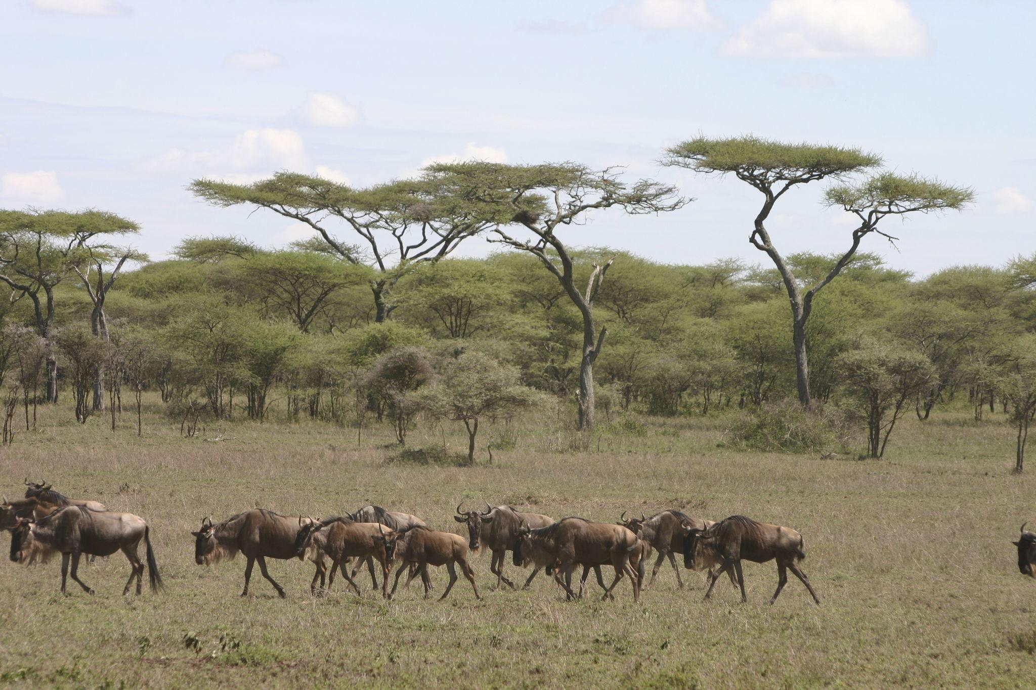 Nature Bound Africa Great Migration Guide: A Month-by-Month Guide to the Masai Mara Kenya.