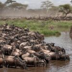 Serengeti Migration mara river 2026